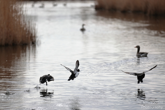 A group of birds on and near water with reeds in the background; some are flying low over the - image from year 2026 #001