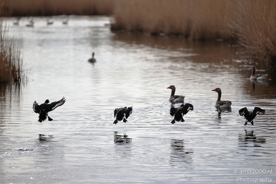 Birds flying over the water with reeds in the background. - image from year 2026 #002