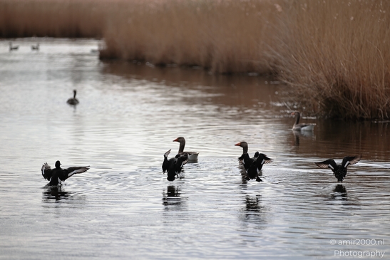 A group of birds on water with some reeds and additional birds in the background. - image from year 2026 #003