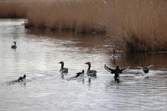 A group of birds on water with reeds and grasses in the background. - image from year 2026 #004