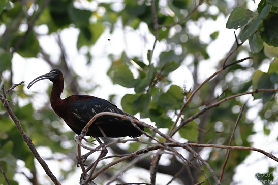 Glossy_Ibis_In_Israel_Birds_Photography_Nature_Photography_Canon_EOS_R5_Mark_II_2026_002.JPG