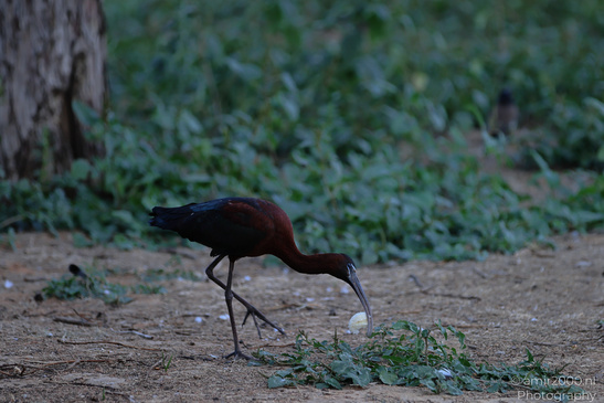 Glossy_Ibis_In_Israel_Birds_Photography_Nature_Photography_Canon_EOS_R5_Mark_II_2026_003.JPG