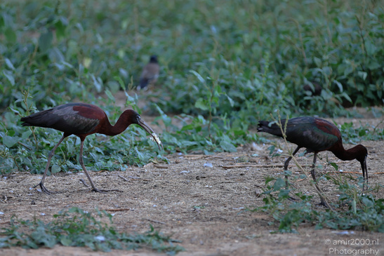 Glossy_Ibis_In_Israel_Birds_Photography_Nature_Photography_Canon_EOS_R5_Mark_II_2026_004.JPG