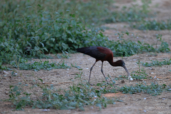 Glossy_Ibis_In_Israel_Birds_Photography_Nature_Photography_Canon_EOS_R5_Mark_II_2026_005.JPG