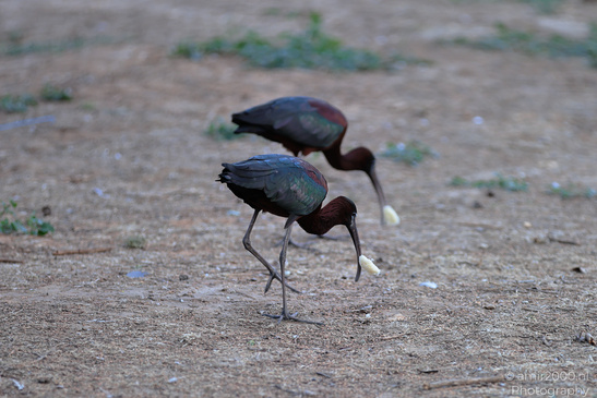 Glossy_Ibis_In_Israel_Birds_Photography_Nature_Photography_Canon_EOS_R5_Mark_II_2026_006.JPG