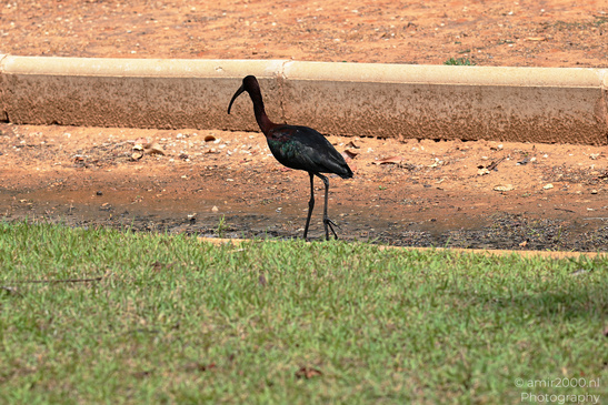Glossy_Ibis_In_Israel_Birds_Photography_Nature_Photography_Canon_EOS_R5_Mark_II_2026_007.JPG