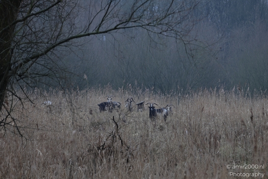 Goats grazing in a field with tall, dry grass and bare trees in the foreground. - image from year 2026 #001