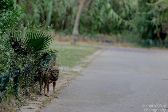 Golden_Jackal_At_The_Yarkon_Park_Tel-Aviv_Animal_Photography_Nature_Photography_Canon_EOS_R5_Mark_II_2026_001.JPG
