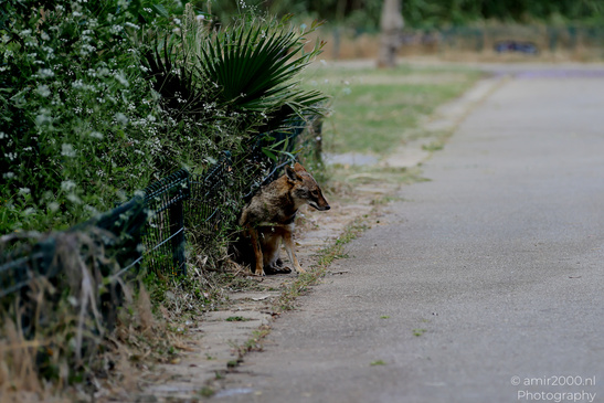 Golden_Jackal_At_The_Yarkon_Park_Tel-Aviv_Animal_Photography_Nature_Photography_Canon_EOS_R5_Mark_II_2026_002.JPG