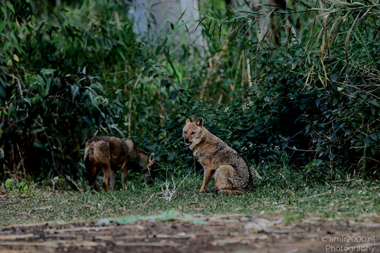 Golden_Jackal_At_The_Yarkon_Park_Tel-Aviv_Animal_Photography_Nature_Photography_Canon_EOS_R5_Mark_II_2026_003.JPG