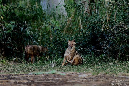 Golden_Jackal_At_The_Yarkon_Park_Tel-Aviv_Animal_Photography_Nature_Photography_Canon_EOS_R5_Mark_II_2026_004.JPG