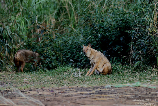 Golden_Jackal_At_The_Yarkon_Park_Tel-Aviv_Animal_Photography_Nature_Photography_Canon_EOS_R5_Mark_II_2026_005.JPG