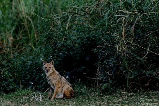 Golden_Jackal_At_The_Yarkon_Park_Tel-Aviv_Animal_Photography_Nature_Photography_Canon_EOS_R5_Mark_II_2026_006.JPG