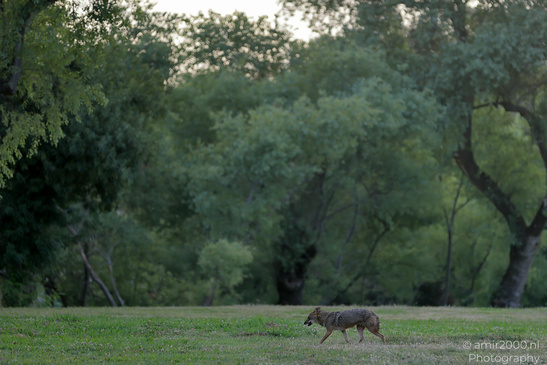 Golden_Jackal_At_The_Yarkon_Park_Tel-Aviv_Animal_Photography_Nature_Photography_Canon_EOS_R5_Mark_II_2026_007.JPG