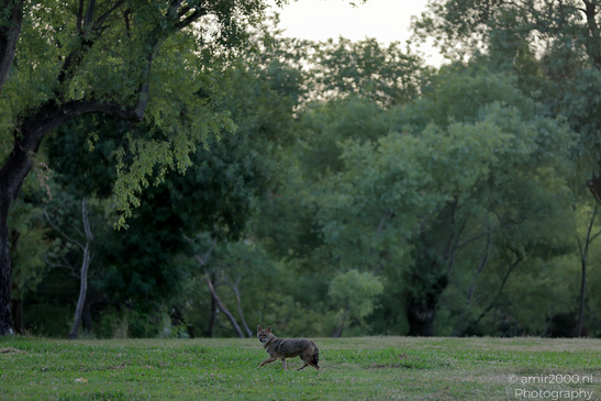 Golden_Jackal_At_The_Yarkon_Park_Tel-Aviv_Animal_Photography_Nature_Photography_Canon_EOS_R5_Mark_II_2026_008.JPG