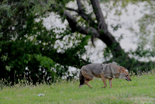 Golden_Jackal_At_The_Yarkon_Park_Tel-Aviv_Animal_Photography_Nature_Photography_Canon_EOS_R5_Mark_II_2026_009.JPG