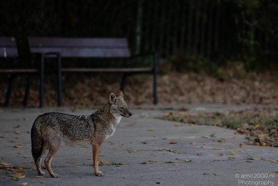 Golden_Jackal_At_The_Yarkon_Park_Tel-Aviv_Animal_Photography_Nature_Photography_Canon_EOS_R5_Mark_II_2026_010.JPG