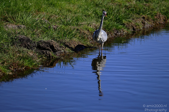 Gray_Heron_Reflection_In_Water_Birds_Photography_Nature_Photography_Canon_EOS_R5_Mark_II_2026_001.JPG
