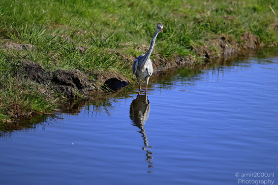 Gray_Heron_Reflection_In_Water_Birds_Photography_Nature_Photography_Canon_EOS_R5_Mark_II_2026_002.JPG