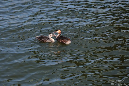 Great_Crested_Grebe_Birds_Photography_Nature_Photography_Canon_EOS_R5_Mark_II_2026_001.JPG