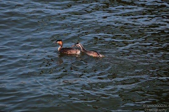 Great_Crested_Grebe_Birds_Photography_Nature_Photography_Canon_EOS_R5_Mark_II_2026_002.JPG