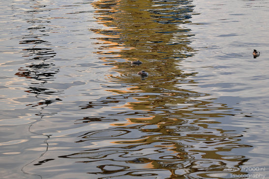 Great_Crested_Grebe_With_Chicks_Birds_Photography_Nature_Photography_Canon_EOS_R5_Mark_II_2026_002.JPG
