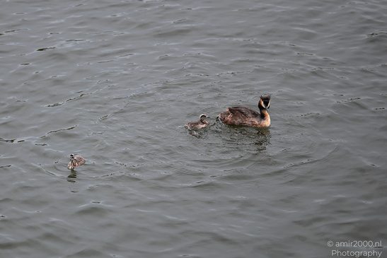 Great_Crested_Grebe_With_Chicks_Birds_Photography_Nature_Photography_Canon_EOS_R5_Mark_II_2026_003.JPG