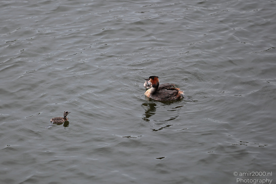 Great_Crested_Grebe_With_Chicks_Birds_Photography_Nature_Photography_Canon_EOS_R5_Mark_II_2026_004.JPG