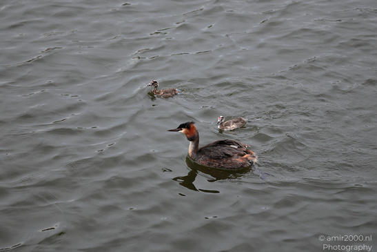 Great_Crested_Grebe_With_Chicks_Birds_Photography_Nature_Photography_Canon_EOS_R5_Mark_II_2026_005.JPG