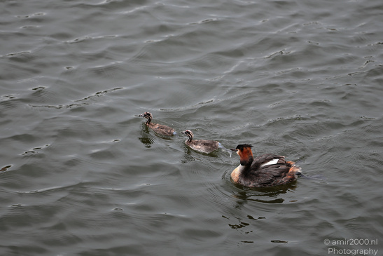 Great_Crested_Grebe_With_Chicks_Birds_Photography_Nature_Photography_Canon_EOS_R5_Mark_II_2026_006.JPG