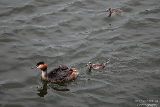 Great_Crested_Grebe_With_Chicks_Birds_Photography_Nature_Photography_Canon_EOS_R5_Mark_II_2026_007.JPG