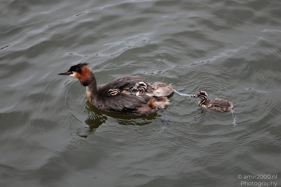 Great_Crested_Grebe_With_Chicks_Birds_Photography_Nature_Photography_Canon_EOS_R5_Mark_II_2026_008.JPG
