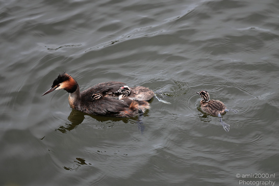 Great_Crested_Grebe_With_Chicks_Birds_Photography_Nature_Photography_Canon_EOS_R5_Mark_II_2026_009.JPG