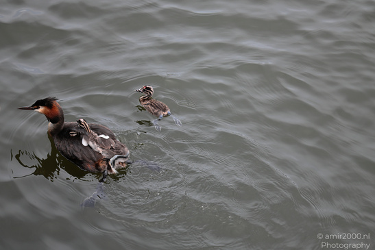 Great_Crested_Grebe_With_Chicks_Birds_Photography_Nature_Photography_Canon_EOS_R5_Mark_II_2026_010.JPG