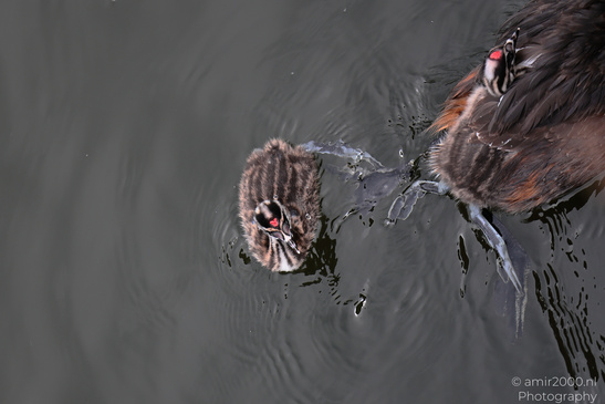 Great_Crested_Grebe_With_Chicks_Birds_Photography_Nature_Photography_Canon_EOS_R5_Mark_II_2026_011.JPG