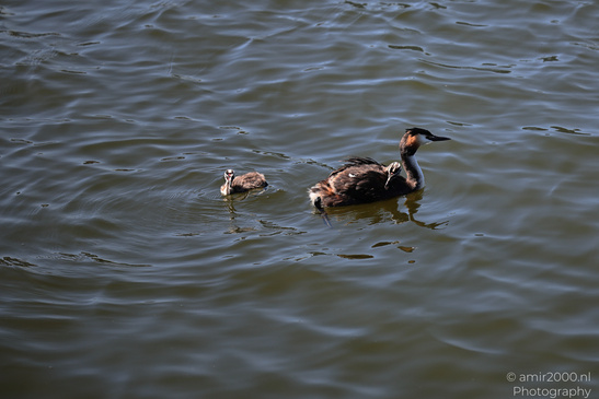 Great_Crested_Grebe_With_Chicks_Birds_Photography_Nature_Photography_Canon_EOS_R5_Mark_II_2026_012.JPG