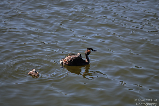 Great_Crested_Grebe_With_Chicks_Birds_Photography_Nature_Photography_Canon_EOS_R5_Mark_II_2026_013.JPG