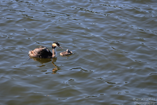 Great_Crested_Grebe_With_Chicks_Birds_Photography_Nature_Photography_Canon_EOS_R5_Mark_II_2026_014.JPG