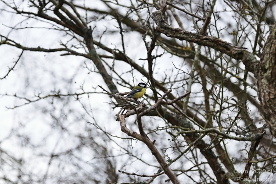 Great_Tit_Perched_On_A_Bare_Branch_In_Amsterdamse_Waterleidingduinen_Birds_Photography_Nature_Photography_Canon_EOS_R5_Mark_II_2026_001.JPG