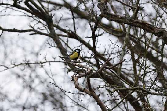 Great_Tit_Perched_On_A_Bare_Branch_In_Amsterdamse_Waterleidingduinen_Birds_Photography_Nature_Photography_Canon_EOS_R5_Mark_II_2026_002.JPG