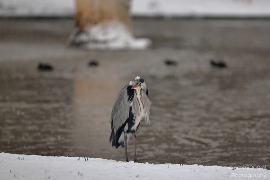 Grey_Heron_In_Snowy_Westerpark_Birds_Photography_Nature_Photography_Canon_EOS_R5_Mark_II_2026_001.JPG