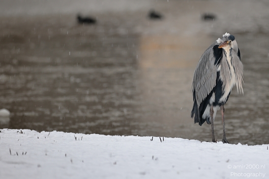 Grey_Heron_In_Snowy_Westerpark_Birds_Photography_Nature_Photography_Canon_EOS_R5_Mark_II_2026_002.JPG