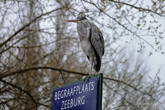 Grey_Heron_On_A_Sign_In_Flevopark_Birds_Photography_Nature_Photography_Canon_EOS_R5_Mark_II_2026_001.JPG