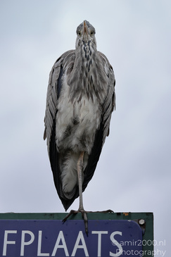Grey_Heron_On_A_Sign_In_Flevopark_Birds_Photography_Nature_Photography_Canon_EOS_R5_Mark_II_2026_002.JPG