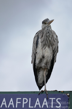 Grey_Heron_On_A_Sign_In_Flevopark_Birds_Photography_Nature_Photography_Canon_EOS_R5_Mark_II_2026_003.JPG