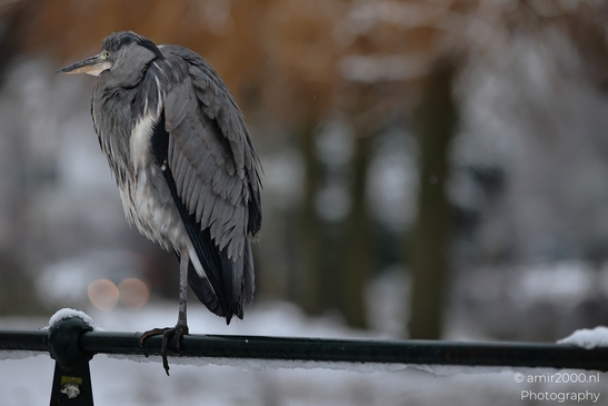 Grey_Heron_Perched_On_A_Railing_In_Winter_Scenery_Birds_Photography_Nature_Photography_Canon_EOS_R5_Mark_II_2026_002.JPG