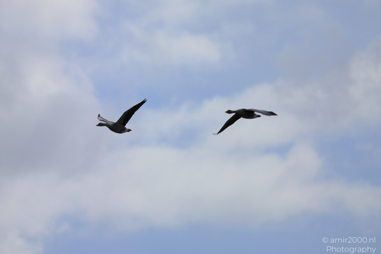 Greylag_Goose_Flying_Over_Middelpolder_Birds_Photography_Nature_Photography_Canon_EOS_R5_Mark_II_2026_001.JPG