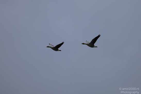 Greylag_Goose_Flying_Over_Middelpolder_Birds_Photography_Nature_Photography_Canon_EOS_R5_Mark_II_2026_002.JPG
