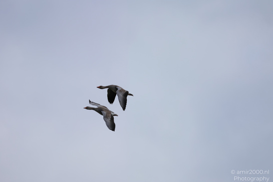 Greylag_Goose_Flying_Over_Middelpolder_Birds_Photography_Nature_Photography_Canon_EOS_R5_Mark_II_2026_003.JPG