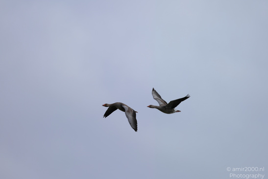 Greylag_Goose_Flying_Over_Middelpolder_Birds_Photography_Nature_Photography_Canon_EOS_R5_Mark_II_2026_004.JPG